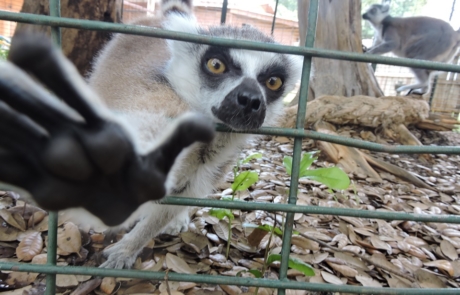 Lemur closeup reach