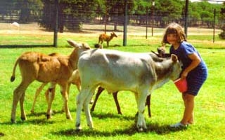Young girl feeding animals.