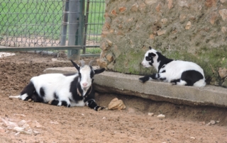 goats closeup