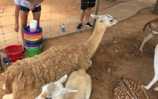 Llamas in petting zoo.