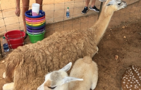 llamas in petting zoo