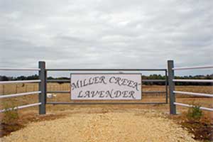 Miller Creek Lavender farm.