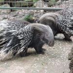 Porcupine_closeup