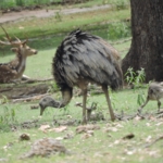 Rhea_with_baby_closeup_1260