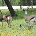 Springbok_closeup_1260