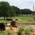 bison_buffalo_by_lake_with_cabin_5_in_background_1260x500