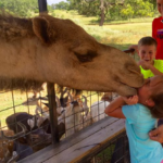 gomar_the_kissing_camel