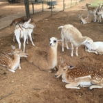 llama_petting_zoo
