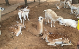 Llama, deer and sheep in petting zoo.