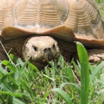 tortoise_closeup_800x600