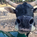zebu_up_close_800