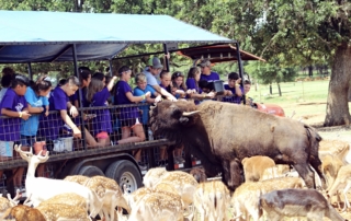 Guests feeding deer and bison on the tour trailer.