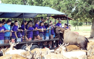 Guests feeding deer and bison on the tour trailer.