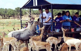 Guests feeding deer on the tour trailer.