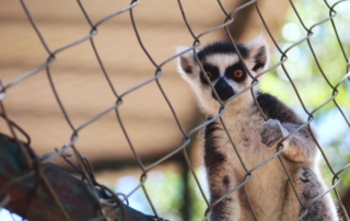 Ring tailed Lemur.