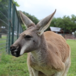 Kangaroo