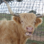 Scottish Highlander