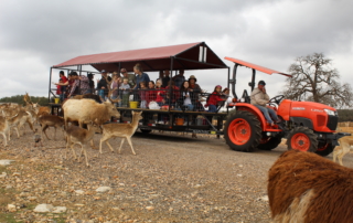 Guided tour with deer.