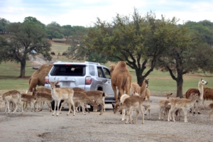 Deer and Camels next to a car.