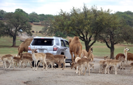 Deer and Camels next to a car.