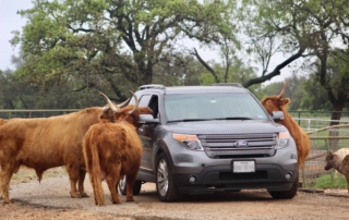 Scottish Cattle approaching a car.