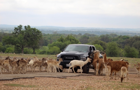 Deer, goats and llamas around a truck.