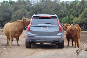 Scottish Cattle approaching a car.