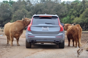 Scottish Cattle approaching a car. Scottish Cattle approaching a car.