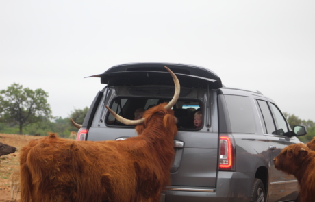 Guests feeding Scottish Cattle from their van.