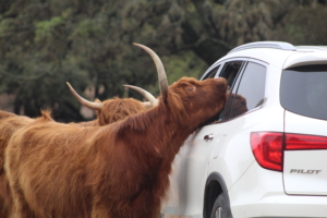 Scottish Cattle grazing on a guest vehicle.