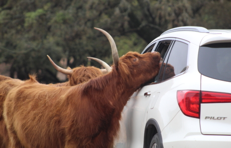 Scottish Cattle grazing on a guest vehicle.