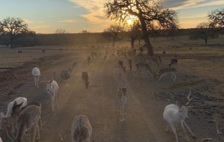 Deer and antelope at sunset.