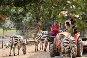 Zebra Tour Zebra Tour
