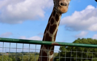 6fa92cc685395b0dc5a1bf246e00481a